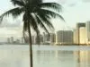 View of the city with palm tree in the foreground